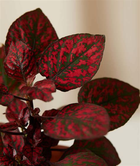 Hypoestes care. Things To Know About Hypoestes care. 